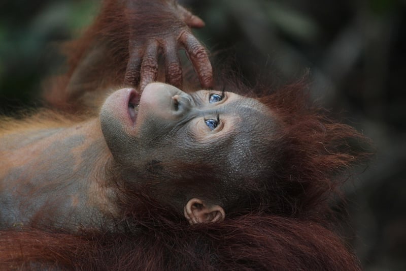 Borneo Rainforest