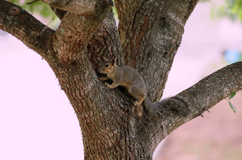Wildlife